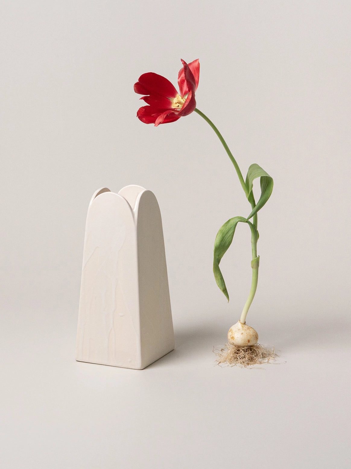 White vase with a red tulip emerging from it on a light gray background